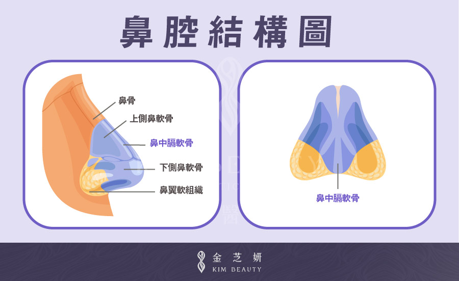 金芝妍醫美診所 鼻腔結構圖