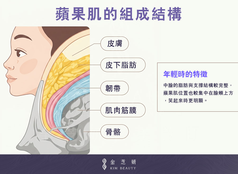 蘋果肌組成結構示意圖,包含皮膚、皮下脂肪、韌帶、肌肉筋膜與骨骼層次